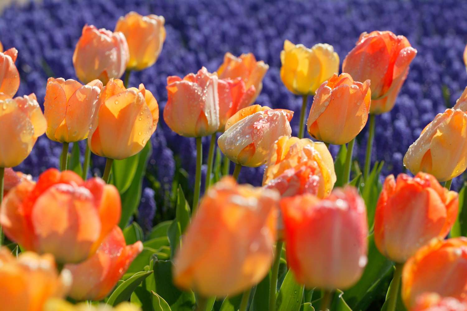 Tulpe 'Daydream'
